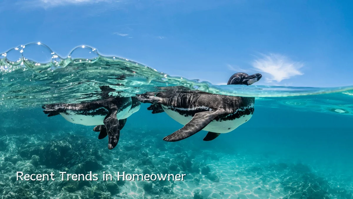 Recent Trends in Homeowner