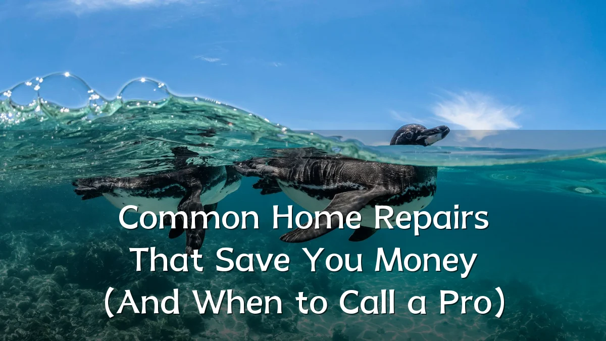 Common Home Repairs That Save You Money (And When to Call a Pro)