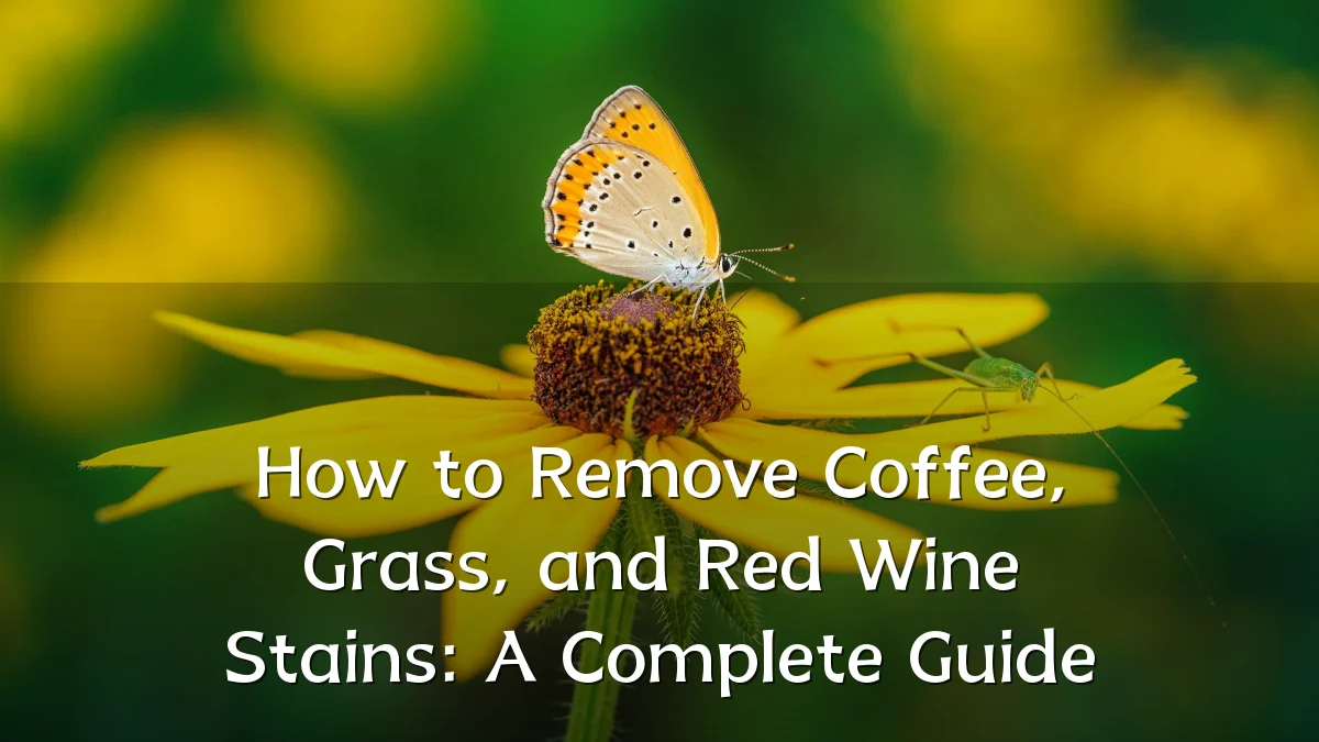 How to Remove Coffee, Grass, and Red Wine Stains: A Complete Guide