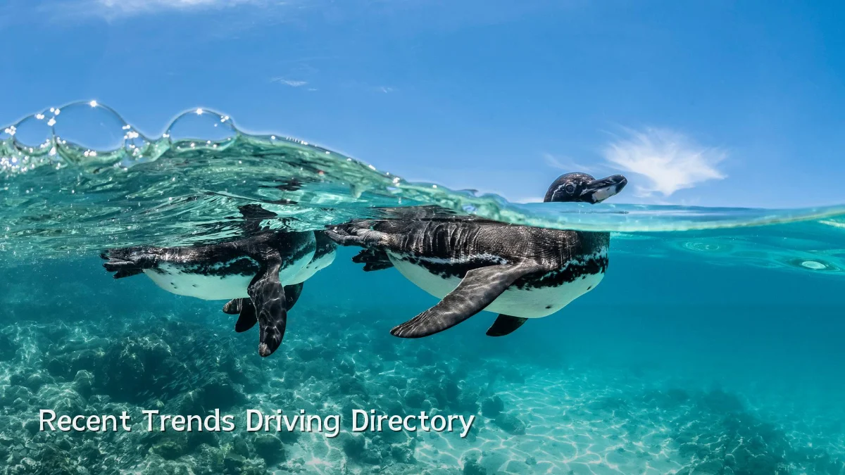 Recent Trends Driving Directory