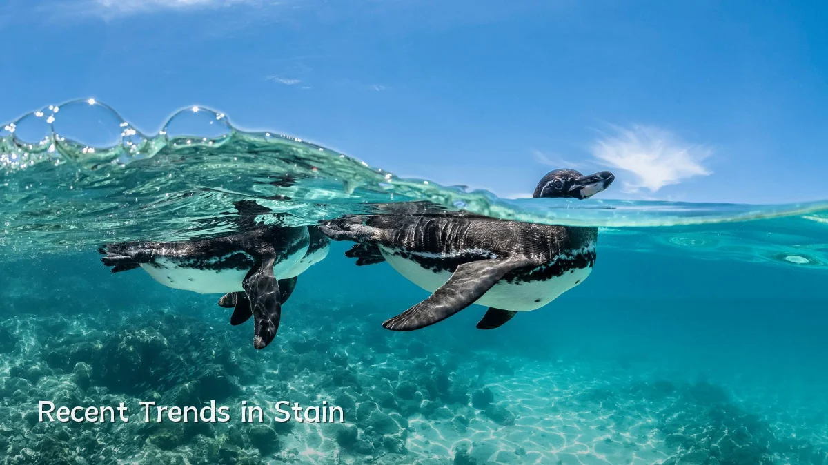 Recent Trends in Stain