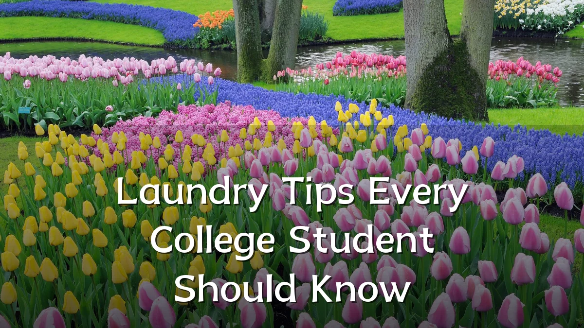 Laundry Tips Every College Student Should Know