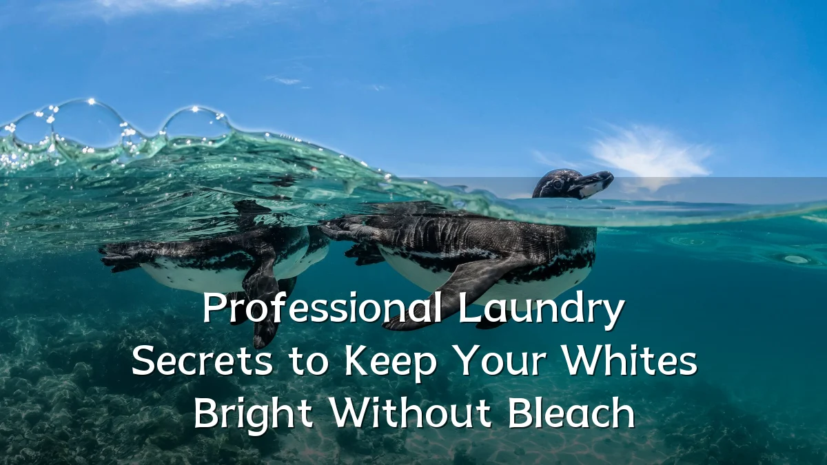 Professional Laundry Secrets to Keep Your Whites Bright Without Bleach
